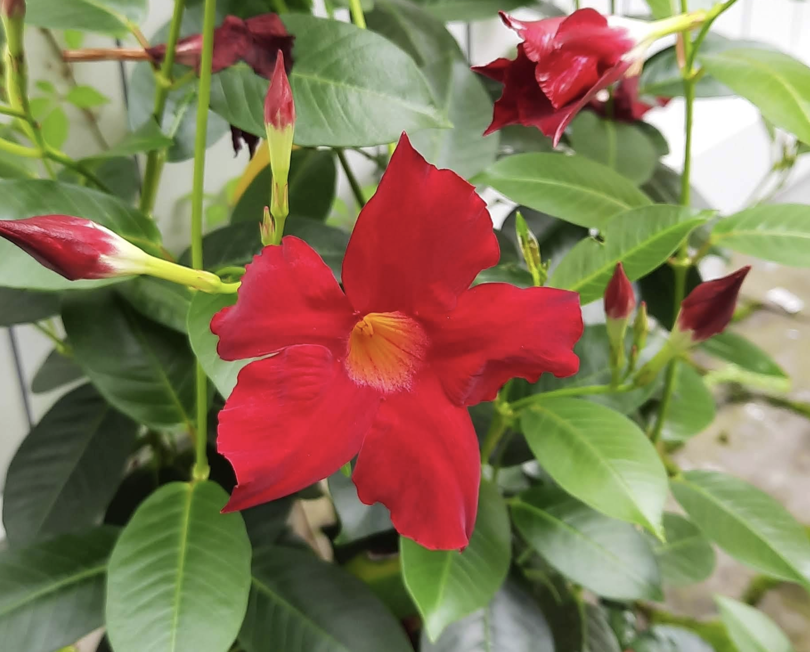 Červené květiny na zahrádce